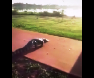 Vídeo de jacaré atravessando a pista de saúde é gravado neste sábado 