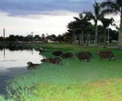 Promotor envia ofício a prefeitura para retirar animais da Lagoa Maior em Três Lagoas 
