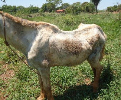 PMA autua homem de 36 anos por maltratar cavalo em Três Lagoas