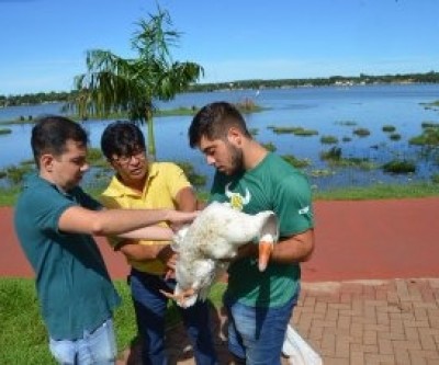 SEMEA e CCZ atendem gansos machucados da Lagoa Maior