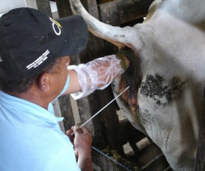 Curso de Inseminação Artificial será oferecido na fazenda Jaó