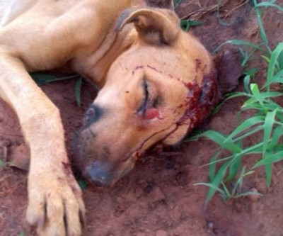 Cão ferido com golpe de enxada na cabeça pelo dono morre em clínica depois de 5 dias