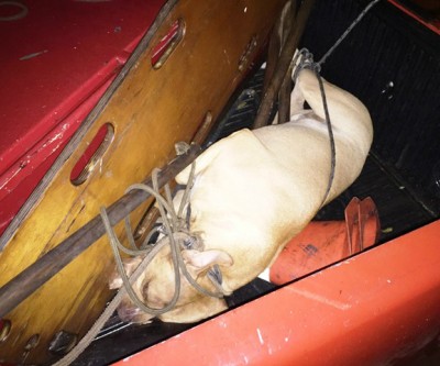 Em noite de fúria, Pitbull ataca o dono que é resgatado pelo Corpo de Bombeiros