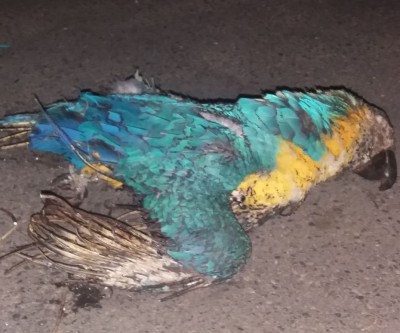 Arara-Canindé bate em fio de alta tensão e é eletrocutada no bairro Interlagos