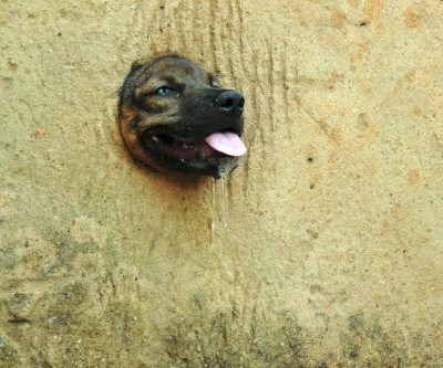 Cachorro fica preso em muro e é resgatado pelos bombeiros, PMA e CCZ