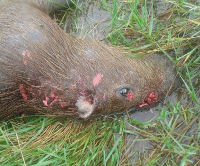 PMA recolhe capivara na Lagoa Maior que foi abatida por jacaré 