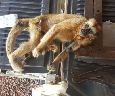 Exames comprovam que macaca encontrada ferida não estava com febre amarela