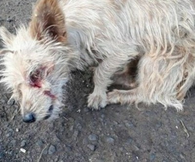 Cachorro tem olho arrancado em Três Lagoas