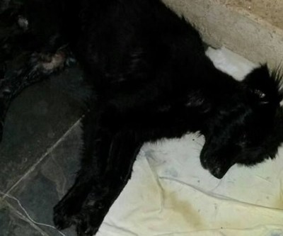 Cachorro é encontrado preso em saco de lixo e sendo comido por larvas
