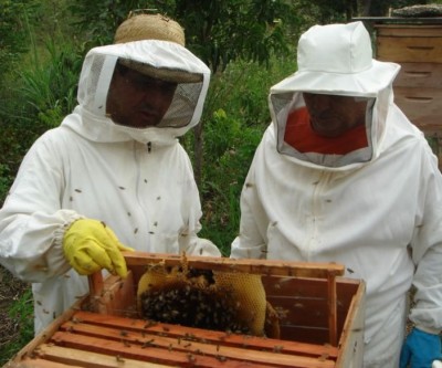 Três Lagoas é um dos municípios que mais produzem mel no MS