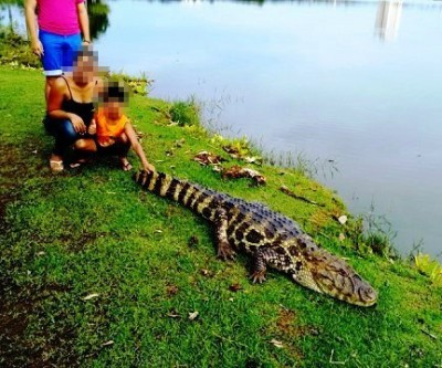 Foto ao lado de jacaré divide opiniões dos três-lagoenses 