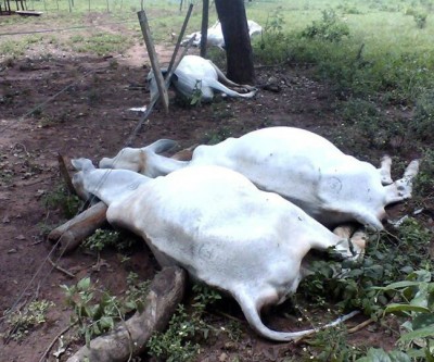 Descarga elétrica mata 11 cabeças de gado em Arapuá 