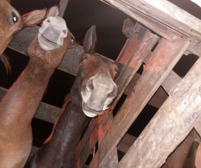 Empresas fazem doação de alimentos para cavalos recuperados pela Patrulha Rural