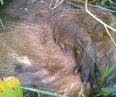 Vandalismo e lixo deixado na Lagoa Maior causam a morte de animais