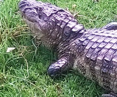 Jacaré da Lagoa Maior tem pata amputada após ser ferido com arpão 