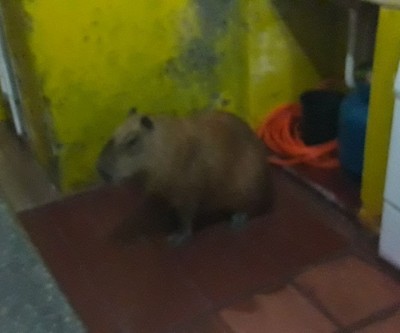 Bombeiros e PMA resgatam capivara de dentro de bar na área central de Três Lagoas