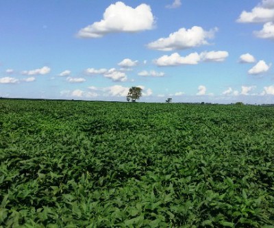 Agricultura Sustentável não agride o meio ambiente e contribui com o desenvolvimento do País