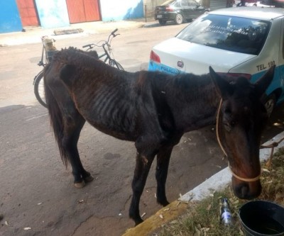 Carroceiro é denunciado por maltratar cavalo e caso vai parar na delegacia