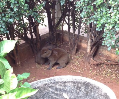 Filhotes de capivara são resgatados no estacionamento de emissora de rádio de Três Lagoas 