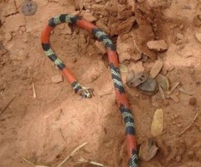 Jovem que matava serpente em beira de estrada é autuado em R$ 500,00