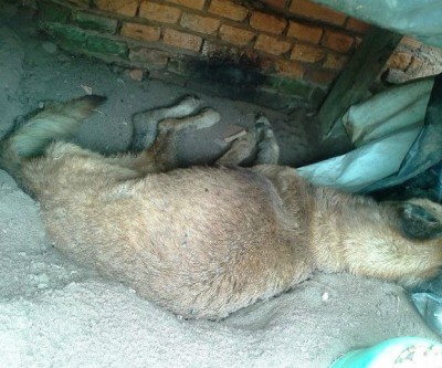 Cachorro encontrado sem vida pode ter morrido de fome 