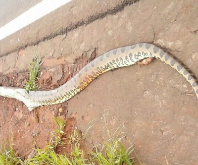 Cobra Sucuri é atropelada na BR-262 neste domingo 