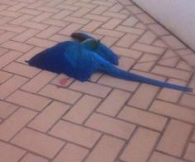 Arara Canindé é morta com tiro em Três Lagoas