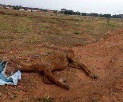 Após eutanásia em égua agredida e abandonada, equipe da SEMEA pede que população se sensibilize e denuncie crimes contra animais