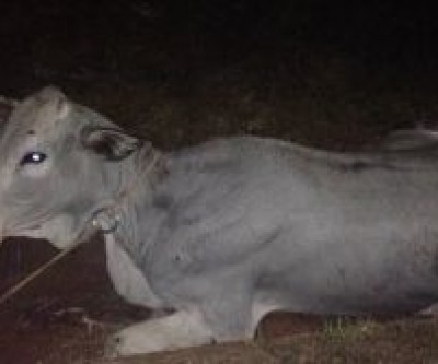 Carro colide em animal na Marechal Rondon; família não sofreu escoriações