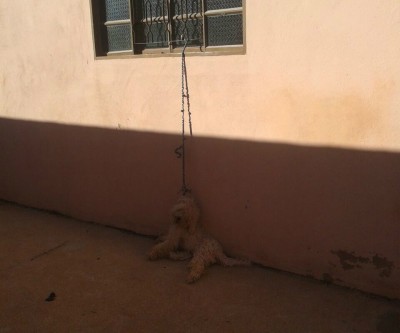 Poodle morre enforcado com corda em residência no São João