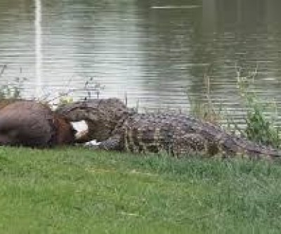 Após ataque a cão, promotor pede retirada de jacarés da Lagoa Maior