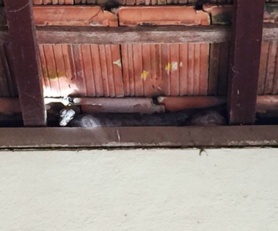 Jiboia aparece em telhado de residência no Jardim Dourados 