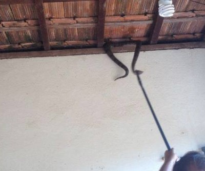 PMA resgata cobra encontrada em casa no bairro Jardim Dourados