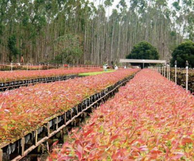 Fábrica do setor de celulose irá utilizar robôs para plantar mudas de eucalipto 
