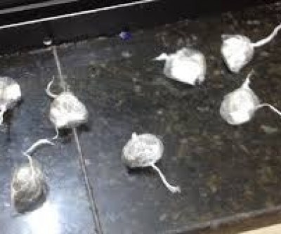 Jovem é preso por comercializar drogas em frente a uma casa noturna de Três Lagoas