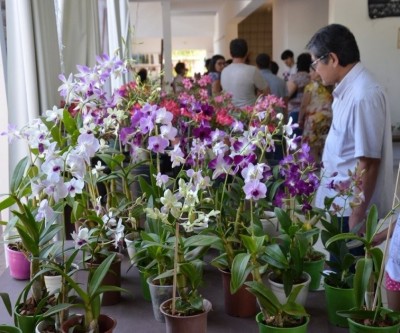Casa do Artesão receberá para exposição o Orquidário Santa Ana em Três Lagoas