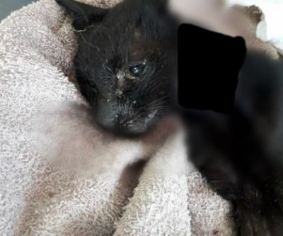 Vítima da crueldade, gato morre após ter o corpo queimado com água quente