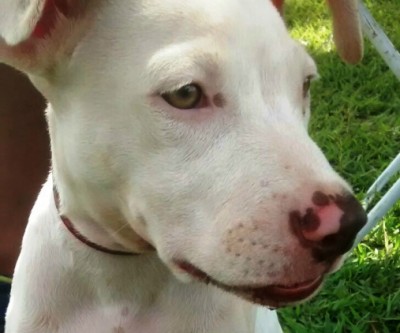 Jacaré do papo amarelo ataca PitBull neste domingo da Lagoa Maior