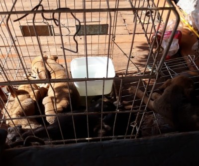 Filhotes de cachorro são resgatados em situação degradante