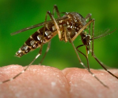  Zika vírus chega a Três Lagoas; pai e filho apresentaram os sintomas 