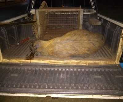 Capivara é atropelada e arrastada por cerca de 30 metros na Lagoa Maior