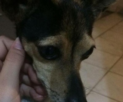 Cachorrinha Mel é encontrada após dois dias desaparecida