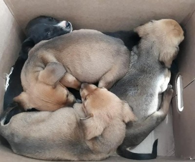 Vereadores de Três Lagoas aprovam projeto de lei contra os maus-tratos animais