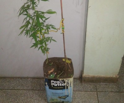 Polícia prende homem com pé de maconha e adolescente com celular furtado