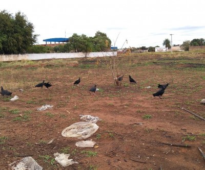 Frango descartado próximo ao aeroporto atrai urubus e coloca voos em risco