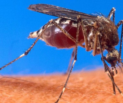 Saúde de MS confirma 3ª morte por dengue e 9º caso de chikungunya