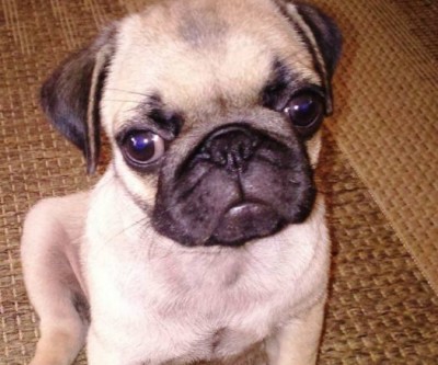Cachorro desaparecido da raça Pug