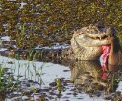 Dois meses após cão ser atacado, jacarés serão retirados de lagoa