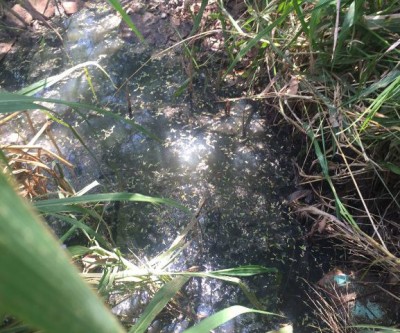 Segunda Lagoa: Funcionários e moradores flagram mais um foco da dengue na cidade