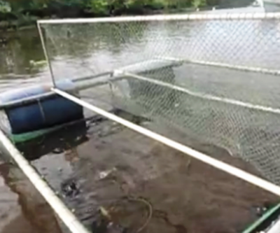 Cerca de sete toneladas de peixes morrem no rio Paraná em Três Lagoas